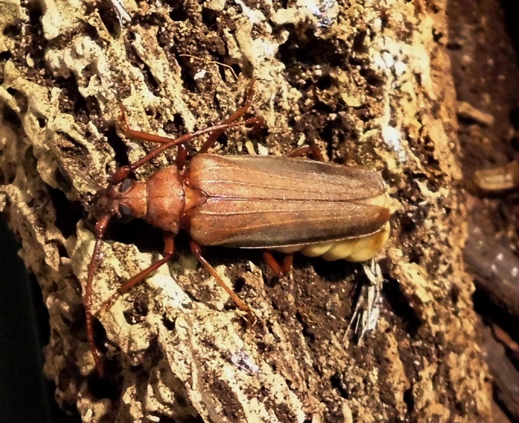 Cerambycidae, Aegosoma scabricorne