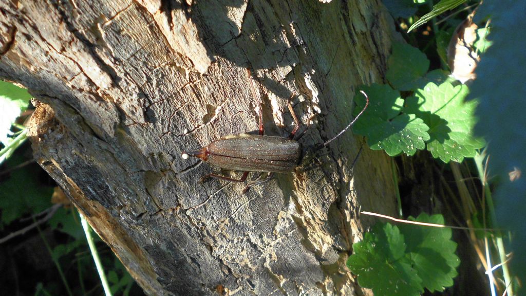 Cerambycidae, Aegosoma scabricorne