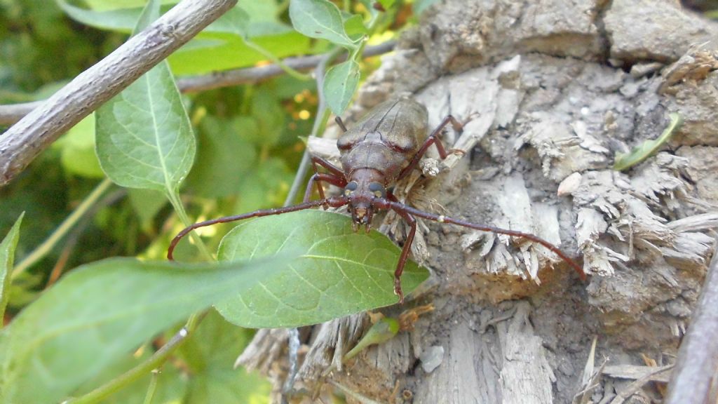 Cerambycidae, Aegosoma scabricorne