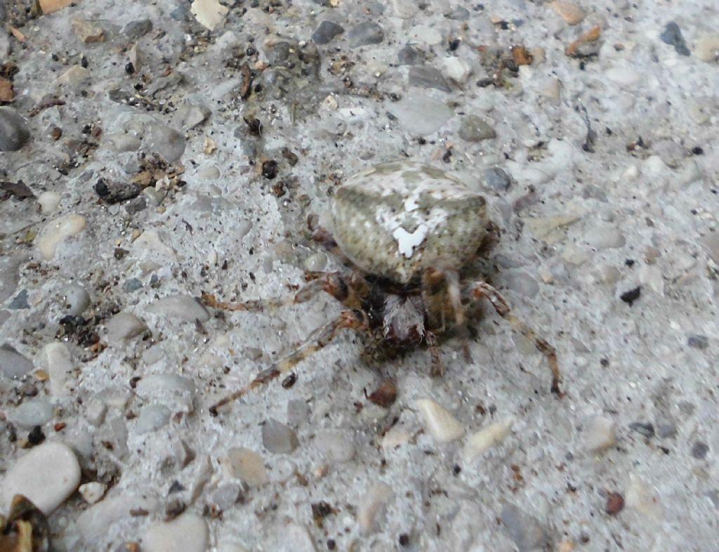 Araneidae: Araneus sp. (A. angulatus opp. A. circe)  - Cavarzere (VE)