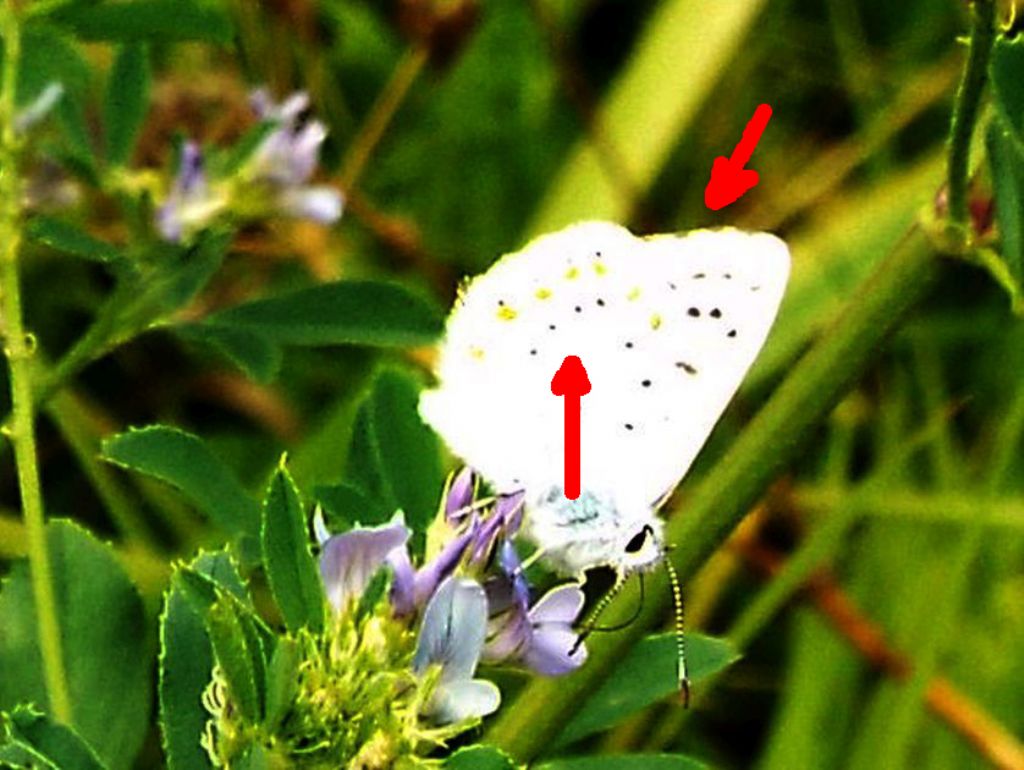 Lycenidae...da identificare, se possibile:  Polyommatus coridon