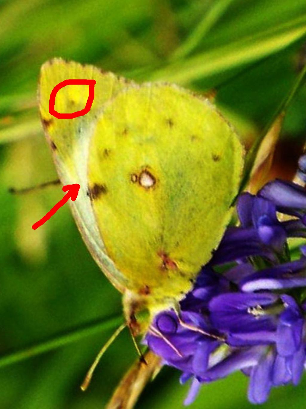 Colias crocea (Pieridae) ?  No, Colias alfacariensis, femmina