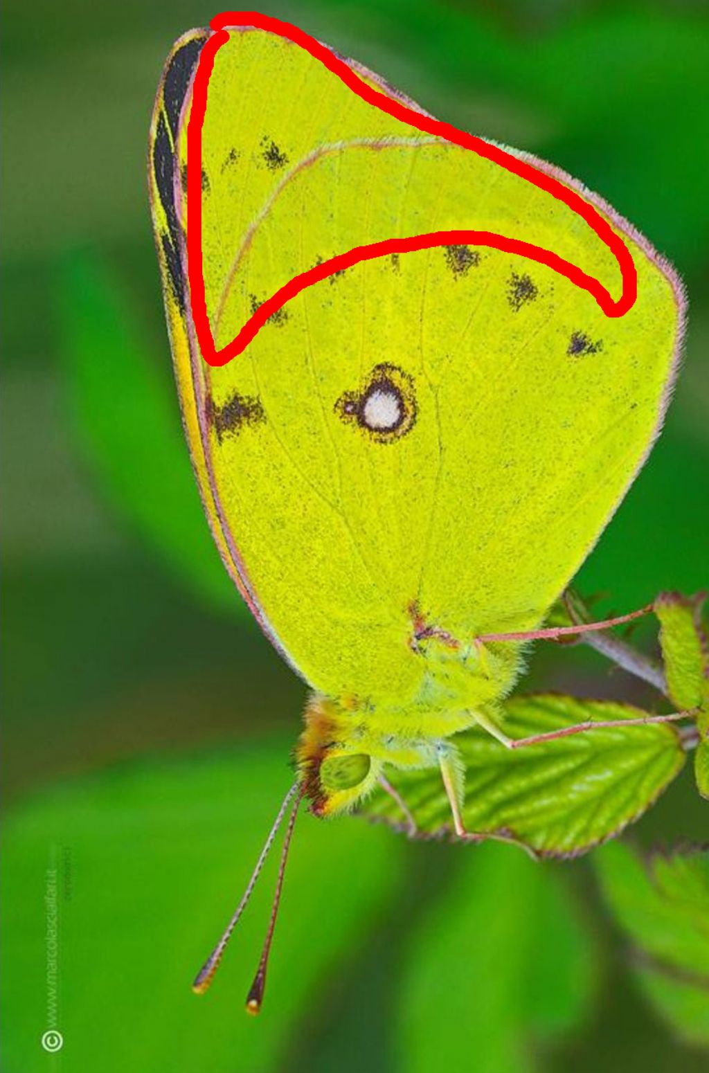 Colias crocea (Pieridae) ?  No, Colias alfacariensis, femmina