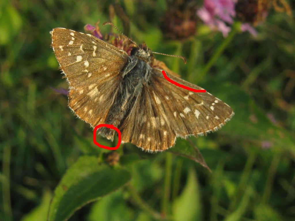 Hesperiidae: Muschampia proto? No, Pyrgus armoricanus, maschio