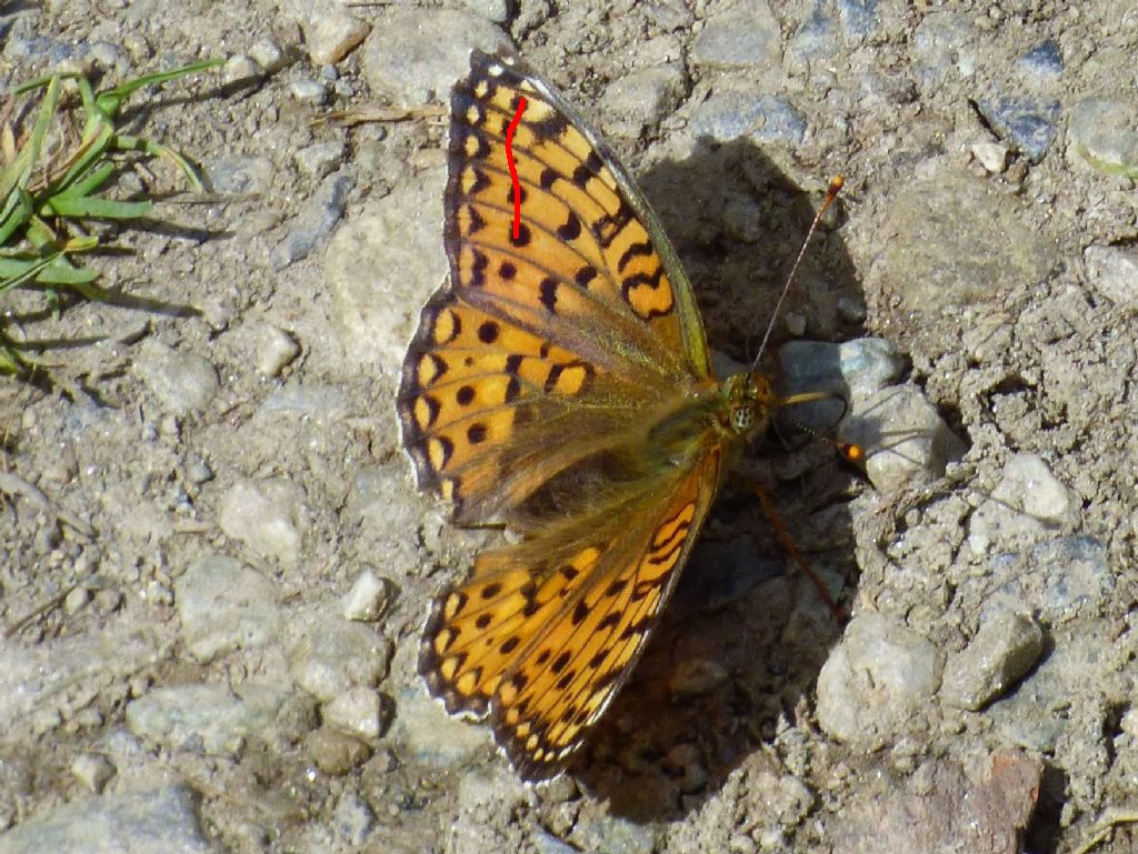 Argynnis aglaja? No, Argynnis (Fabriciana) niobe - Nymphalidae