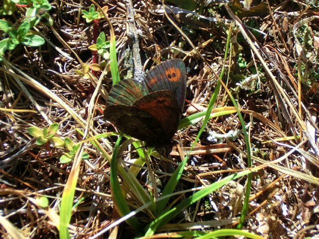 Erebia tyndarus