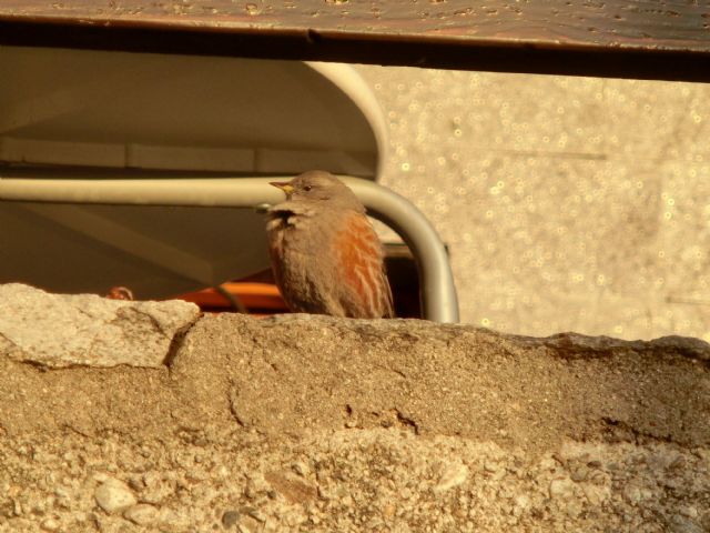 Ucellino Alpino