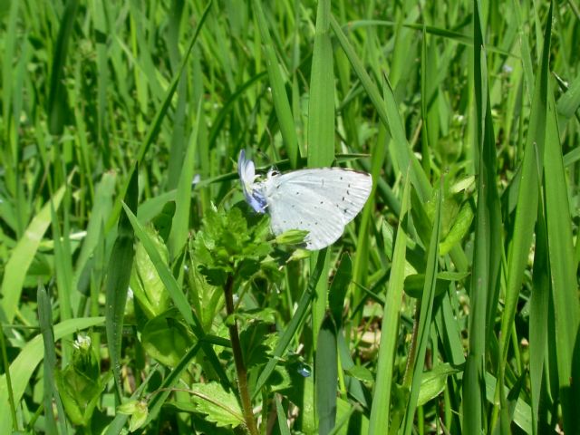 Nuova..... - Celastrina argiolus