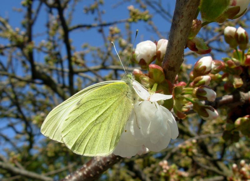 Nascite P. brassicae