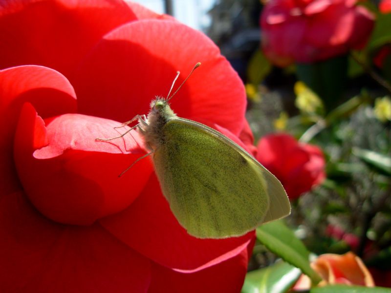 Nascite P. brassicae