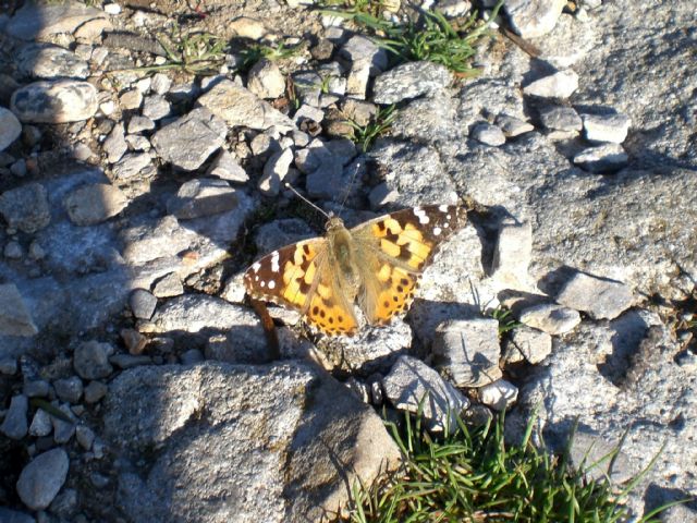 Farfalle prima del temporale!