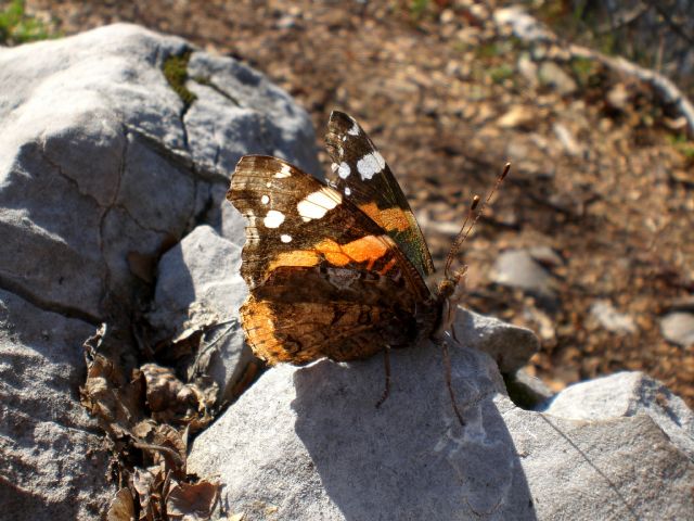 Farfalle prima del temporale!