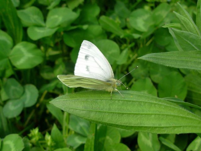 Farfalle prima del temporale!