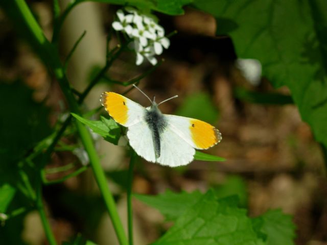 Anthocharis cardamines