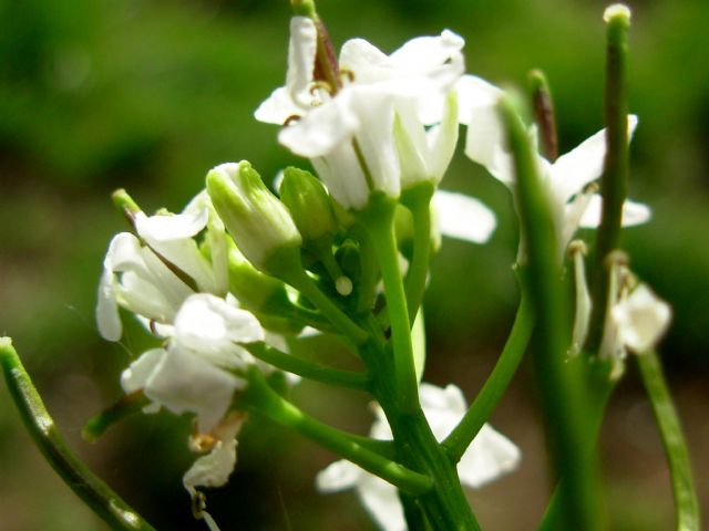 Anthocharis cardamines