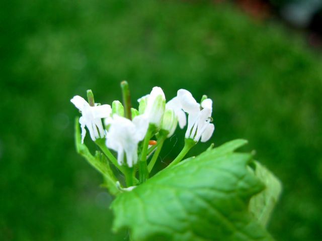 Anthocharis cardamines