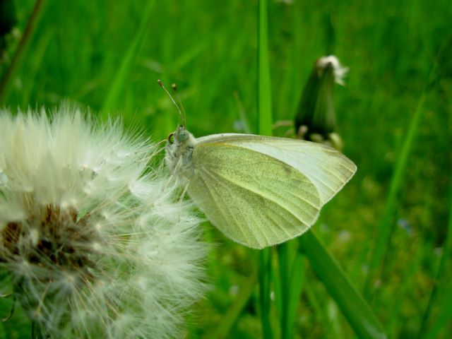 la pieris gentile