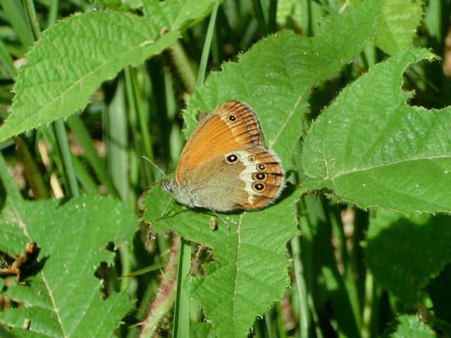 Conferma Coenonympha arcania???