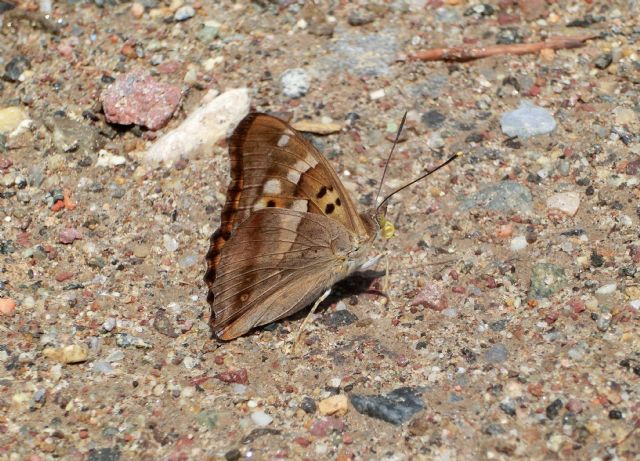 Apatura ilia F. Clytie