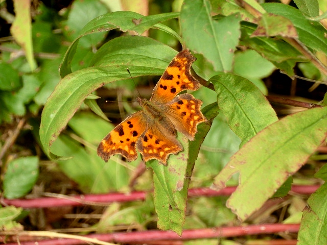 Polygonia  egea  o c-album?