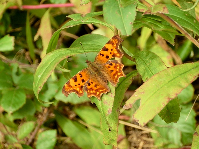 Polygonia......?