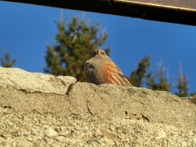 Ucellino Alpino