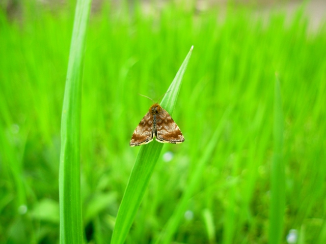 Farfalle prima del temporale!