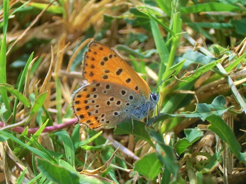 Farfalle Emiliane