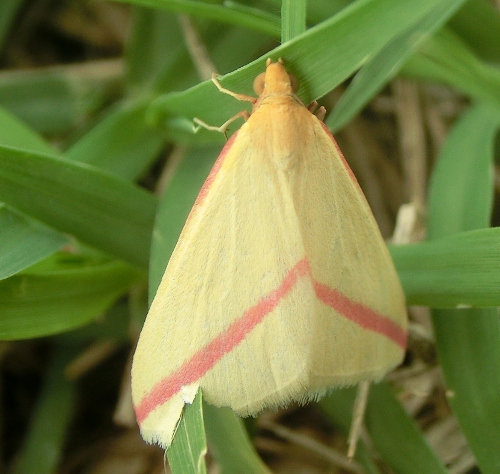 Farfalle Emiliane