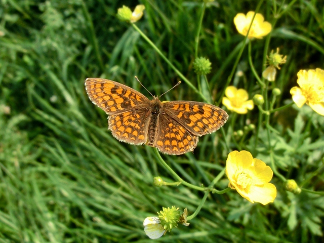 Melitaea aurelia