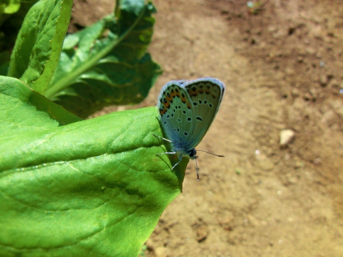 Plebejus