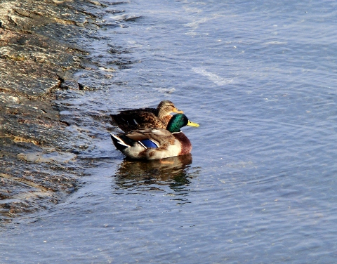 Questa volta aquatici....