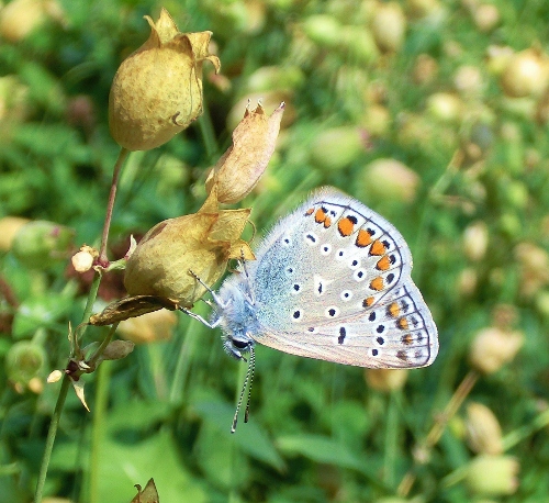 Farfalle di oggi