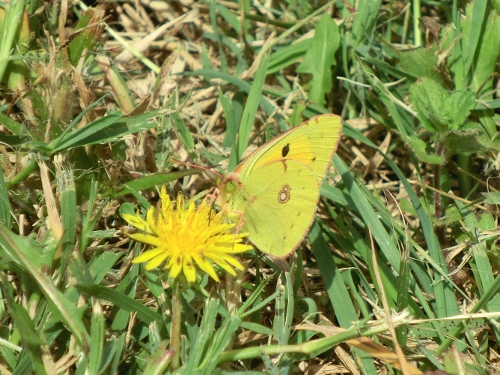 Farfalle Emiliane