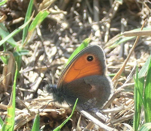 Farfalle Emiliane