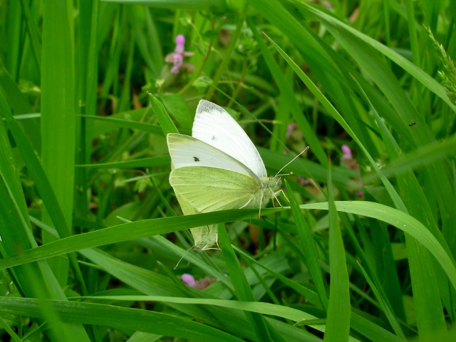 Farfalle prima del temporale!