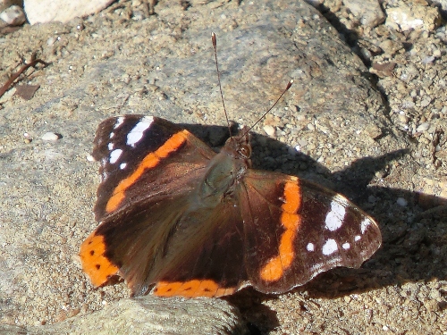 Farfalle di oggi