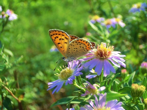 Qualche licenide del Giardino di casa