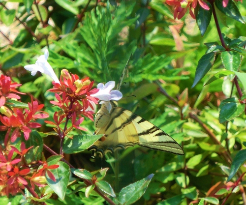 Farfalle di oggi