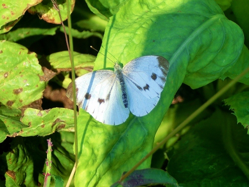 Parco del Ticino 30.9.12