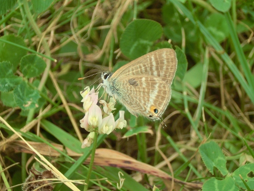 Farfalle Emiliane