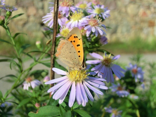 Qualche licenide del Giardino di casa