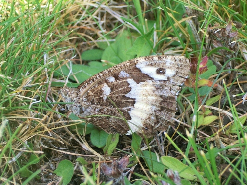 Farfalle Emiliane