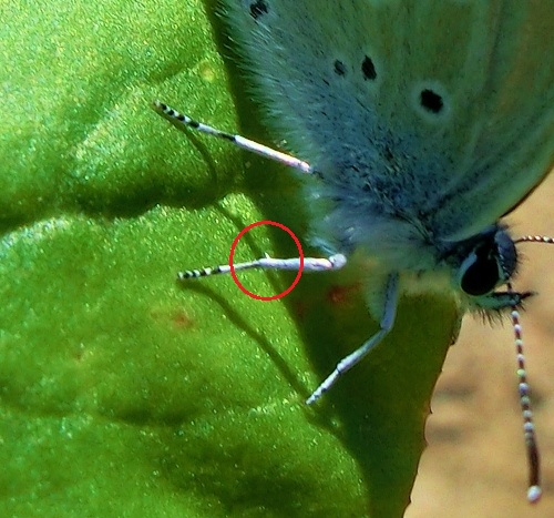 Plebejus