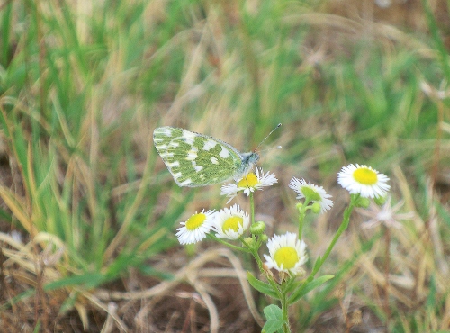 Farfalle Emiliane