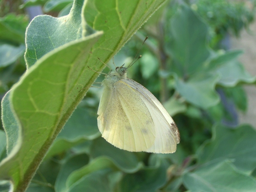 Parco del Ticino 30.9.12