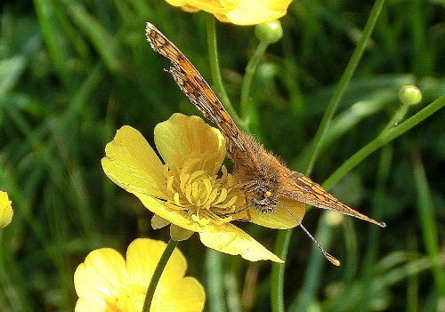 Farfalle di oggi