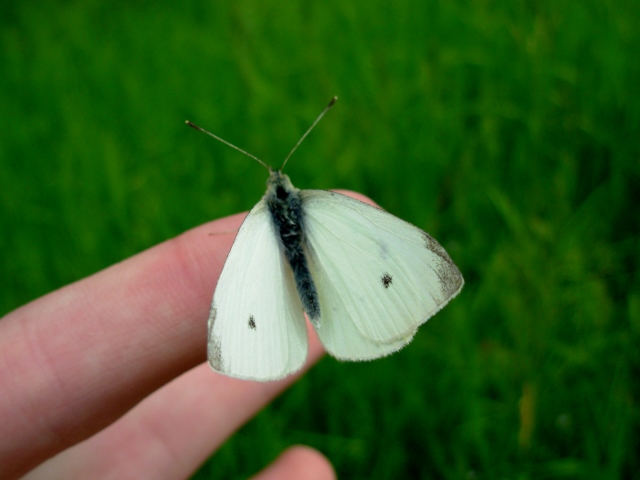 la pieris gentile