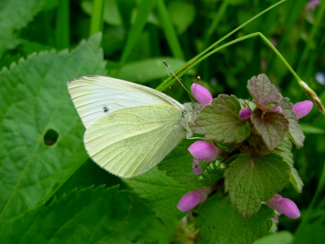 la pieris gentile