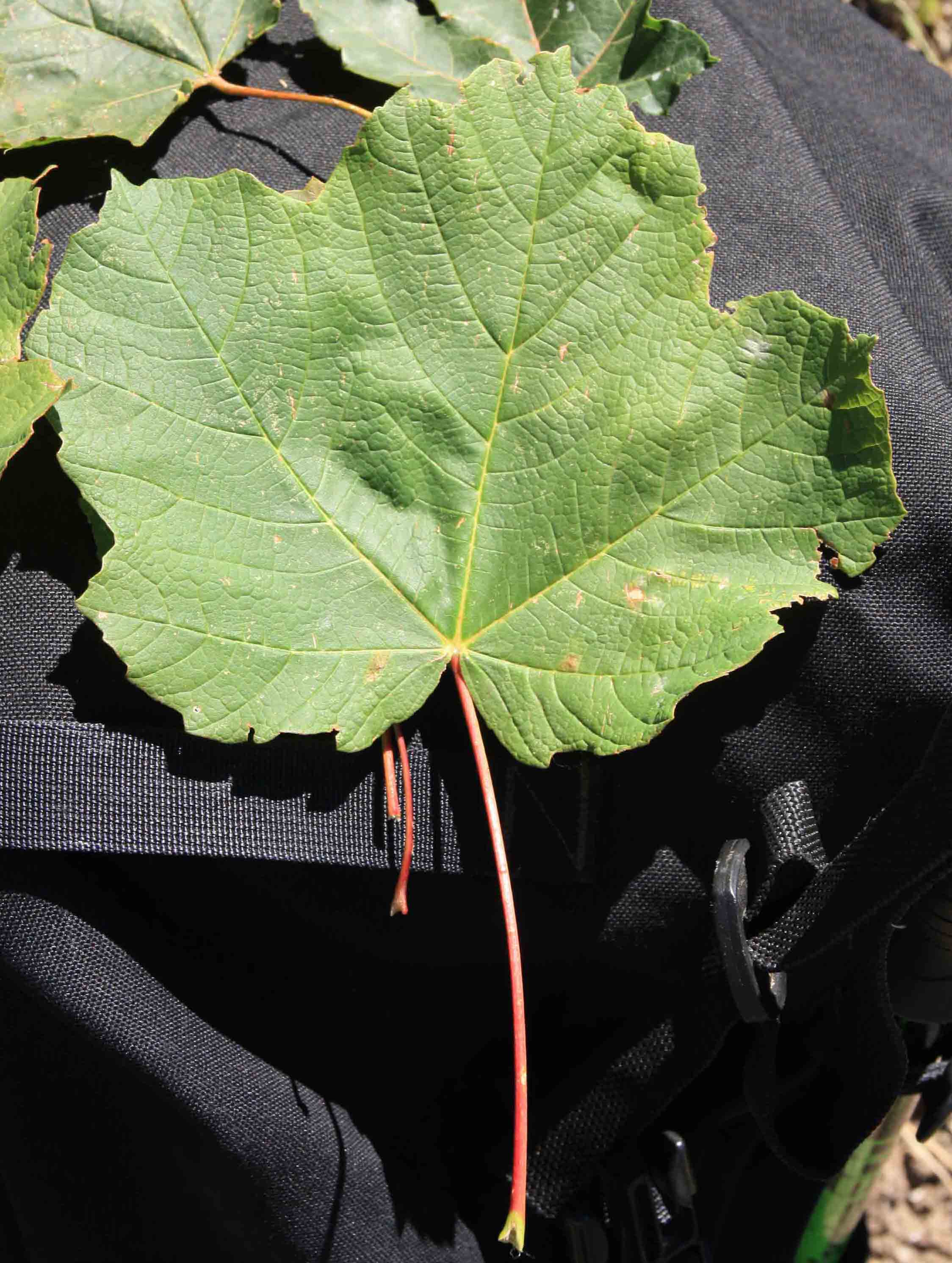 Acer opalus